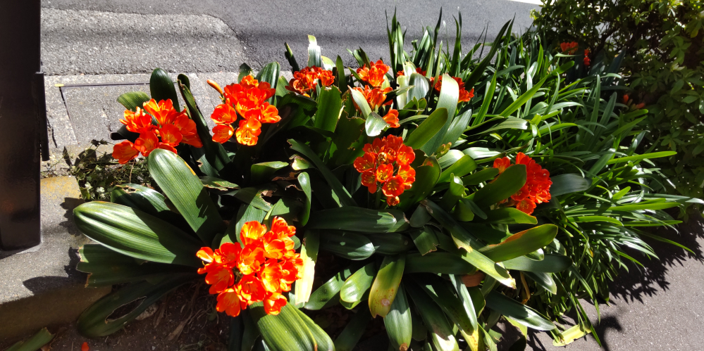 オレンジ色の花の名前を教えて下さい。 近所の道路の路側帯で咲いてたんですが、この花の名前はなんですか？