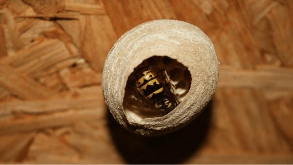 スズメバチの巣の作りかけをどう対処したらいいですか？