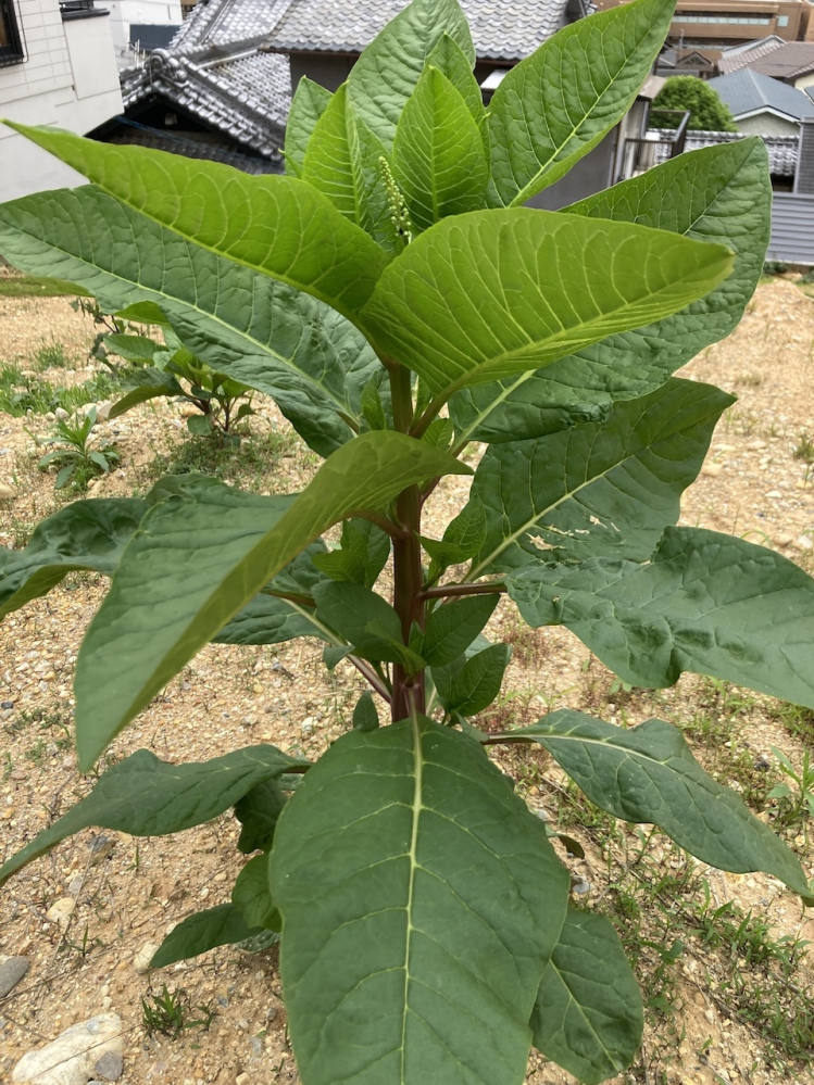 近所に生えてた葉っぱです 近所に生えてた葉っぱです 【公式通販】