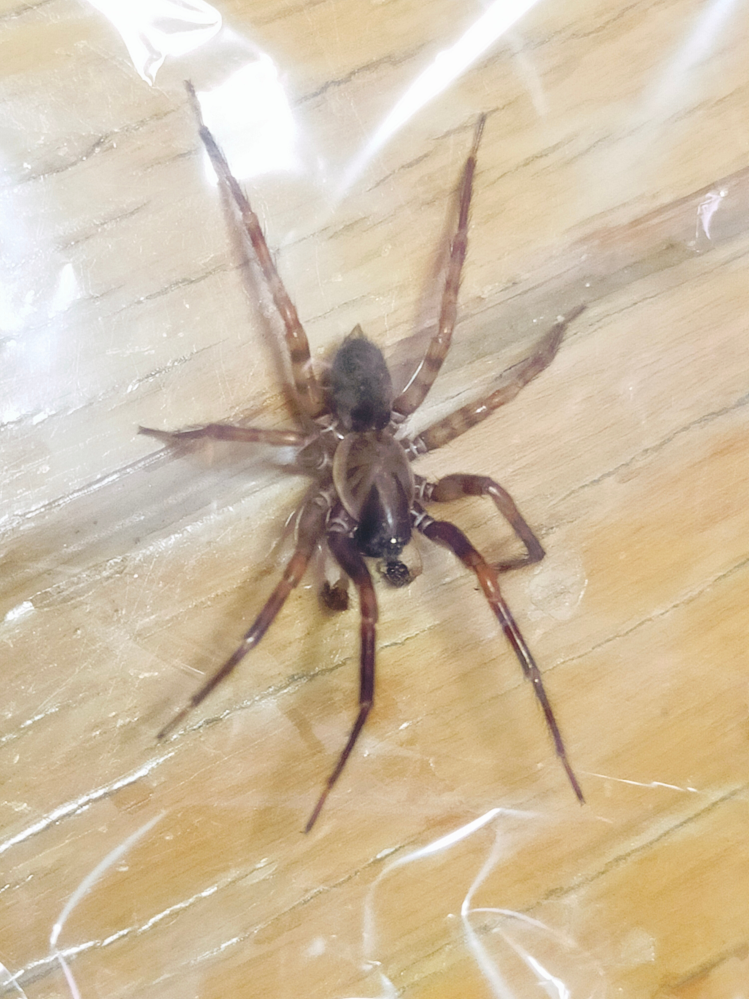 家の中に蜘蛛がいました。 脚を伸ばすと4cmほどです。 この蜘蛛の種は何でしょうか。 行政に報告した方が良いですか？ アシダカグモとは少し色が違うような気がします。
