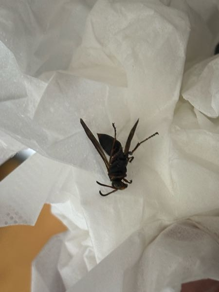 この虫の種類分かる人いませんか？ 部屋の中を飛んでいました