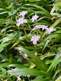 この花は何ですか？ 