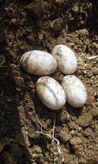 畑の土の中から出てきた卵 へびか カメの卵っぽいんですが 蛇の Yahoo 知恵袋