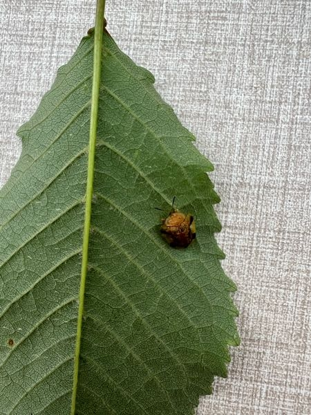 さくらんぼの木の害虫 この害虫の事わかる方いますか？対策の薬品等もわかればお願いします、