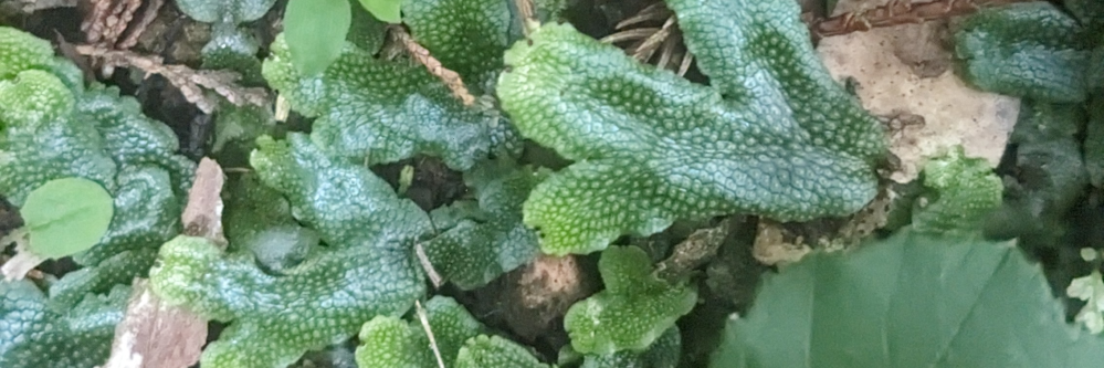 これはなんという植物ですか?