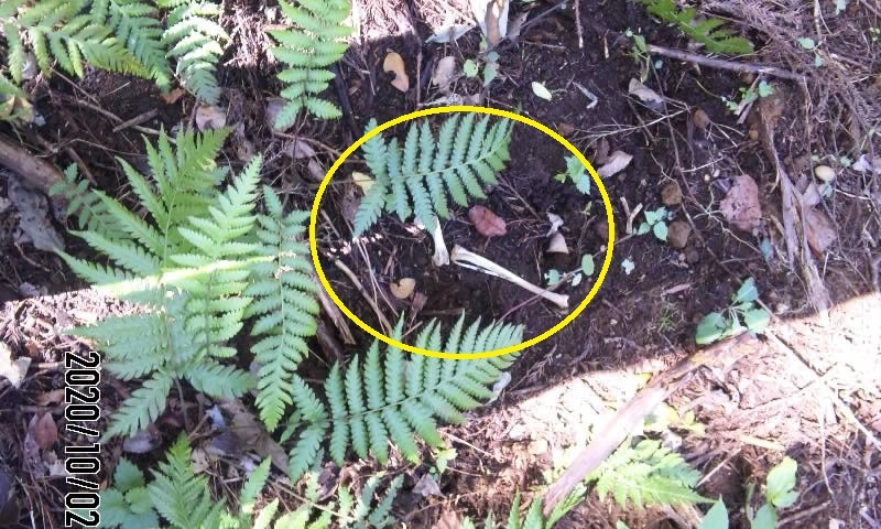 この骨は鳥類か哺乳類か分かりますか？ 発見場所 千葉県森の中 発見日 ２０２１年 骨の長さ １５ｃｍ位だったかと、、シダとの比較でお願いします。 この骨からどんな事が想像できますか？ この森には狸・イタチ・ノウサギ・イノシシはいます。 住宅地は５００ｍほど離れた所であります。 この森には人はまったく入りません。