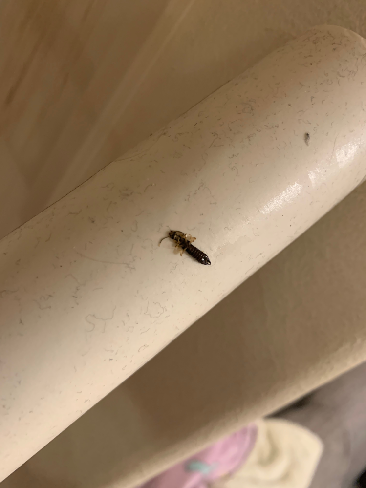 今日、家のリビングの真ん中にこんな虫がいました。 見たことない虫なので気になって質問しました！ これは一体なんですか？