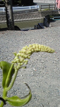 食虫植物 ウツボカズラ ネペンテス の花 育てているウツ Yahoo 知恵袋