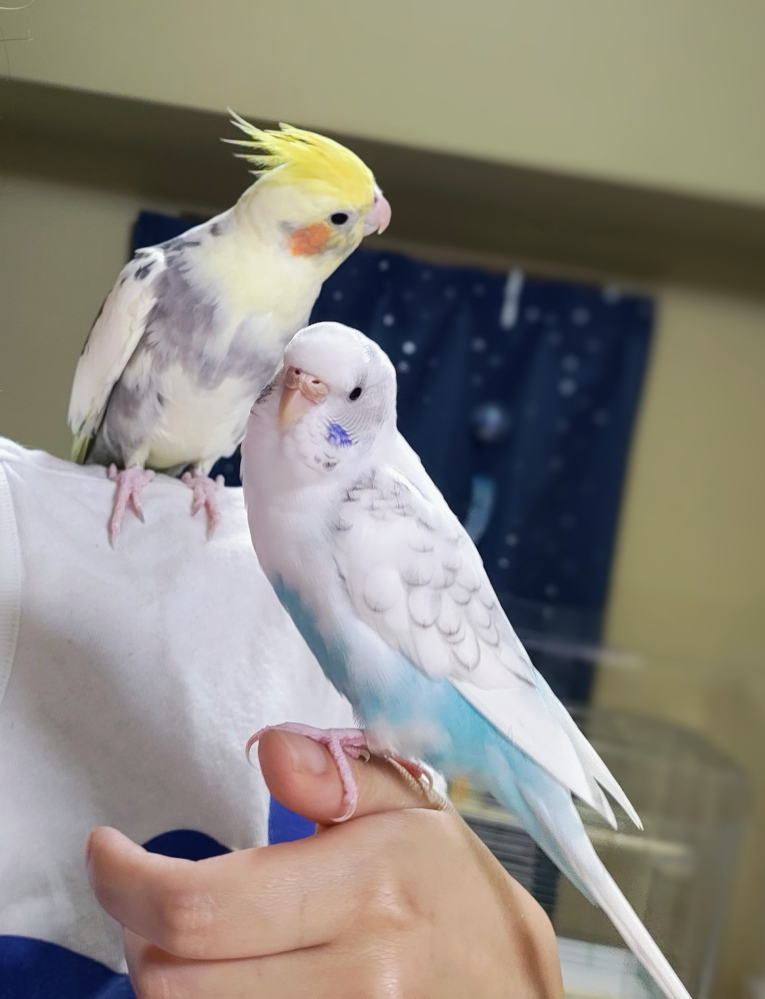 セキセイインコとオカメインコの同時放鳥について。いつもこちらで... - Yahoo!知恵袋