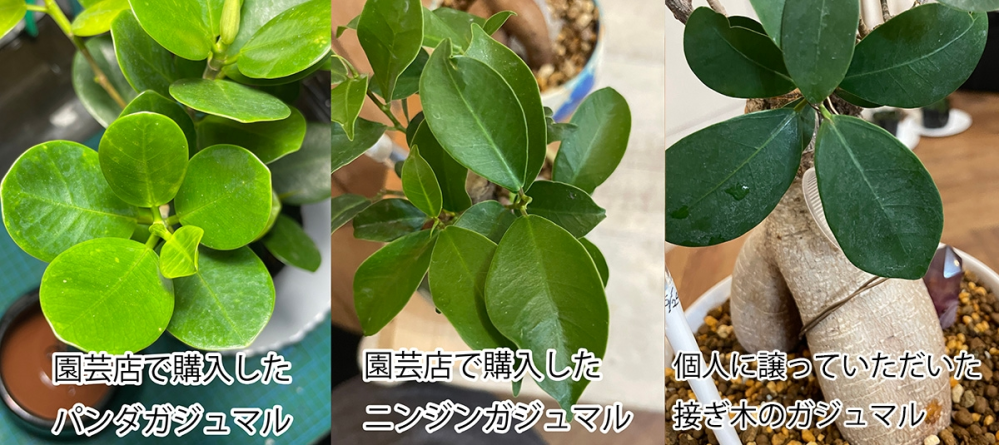 個人に譲って頂いた接ぎ木のガジュマルの葉について。 - 元の持