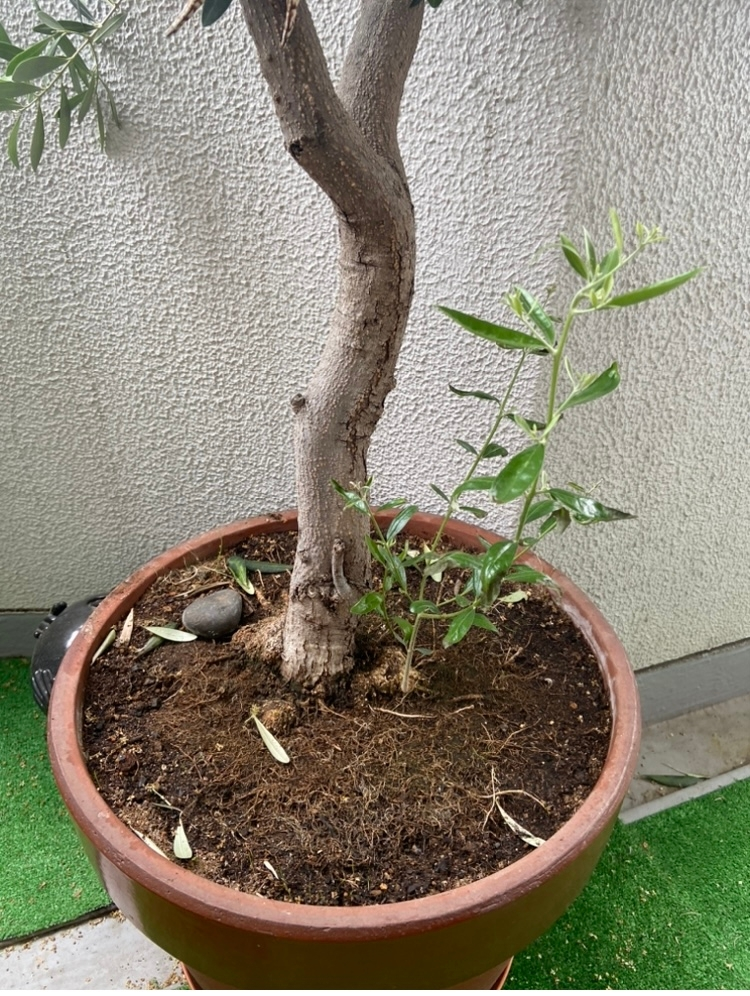 高さ2メートル近い鉢植えオリーブの木の根本から新芽が伸びて来ま 