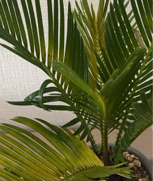 ソテツがある日を境に急に葉が黄色くなり始めました。原因はなんだ