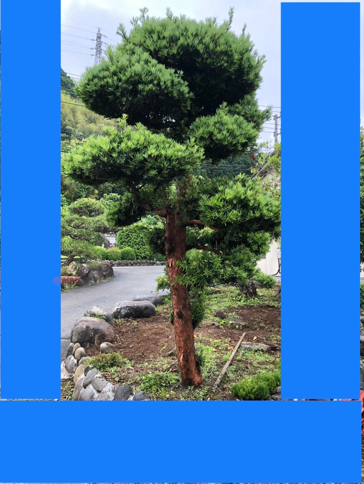 実家にマキの木という松のような木あるのですが、そこそこ高価な木と