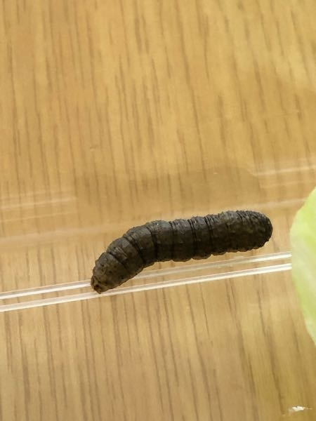 お取引相談中 幼虫 通常便 お米に虫がわく原因は？予防策・発生時の 