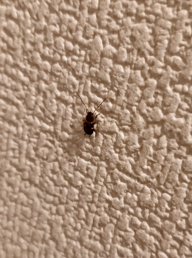 この虫は何ですか？ 部屋にいました。