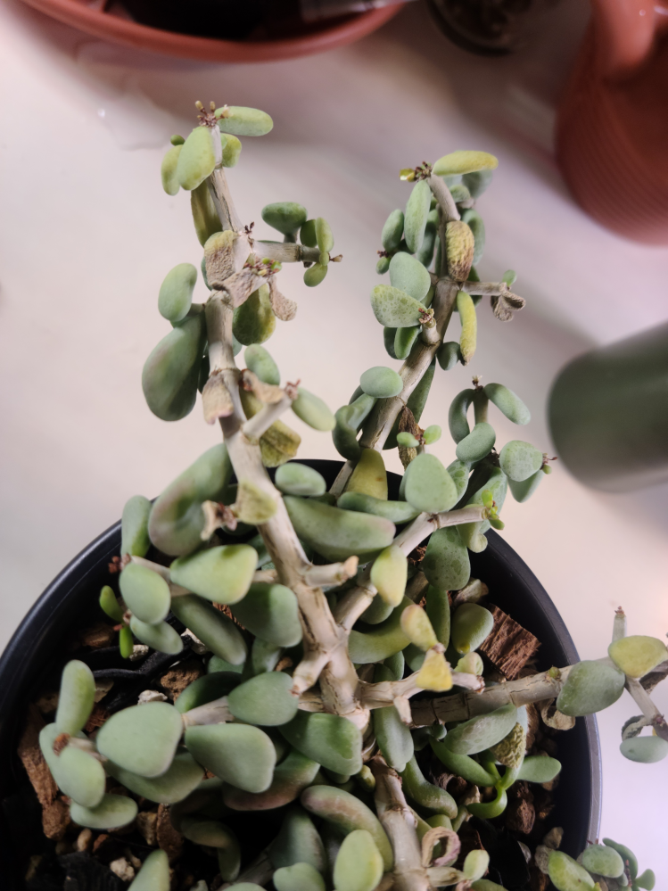 ケラリアピグマエア 美フォルム！徒長してない丸葉！ ケラリア