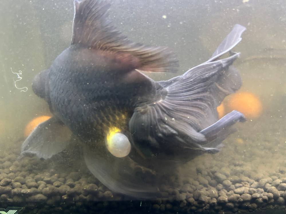 【500枚】金魚すくいでとってきて、3年ほど飼育してますが、出目金のおしりに風船のようなものが出てきました。何かの病気でしょうか？ また、対処法を教えてください。 濁っているのは掃除したばかりだからです。