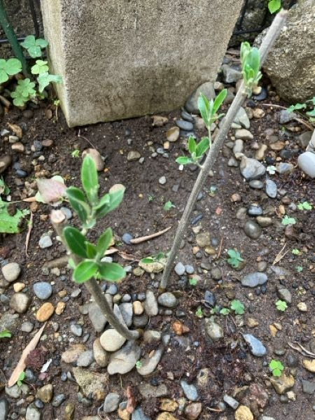 剪定したオリーブの枝を、ただぶっ刺してみたら(よくある挿し木の発芽