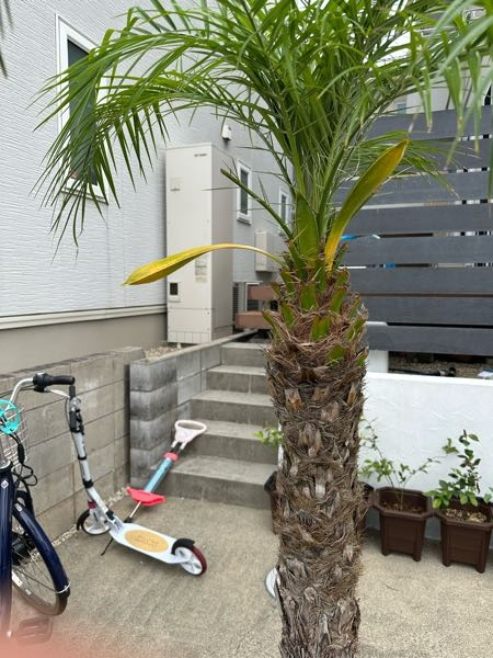 フェニックス・ロベレニー/サイズ約160/残り僅か 送料別途】ﾌｪﾆｯｸｽ・ﾛﾍﾞﾚﾆｰ 200~300cm [RP-370]ﾊﾞｰｸ付