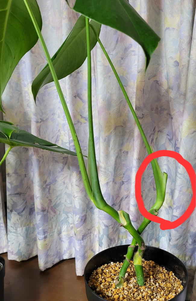 観葉植物の『モンステラ』について質問です。現在育てている株の『新芽