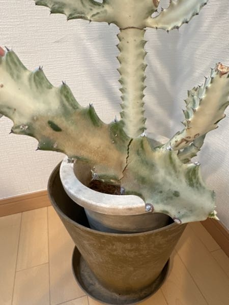 ホワイトゴーストについて教えて下さい。2年半前に購入し、植え