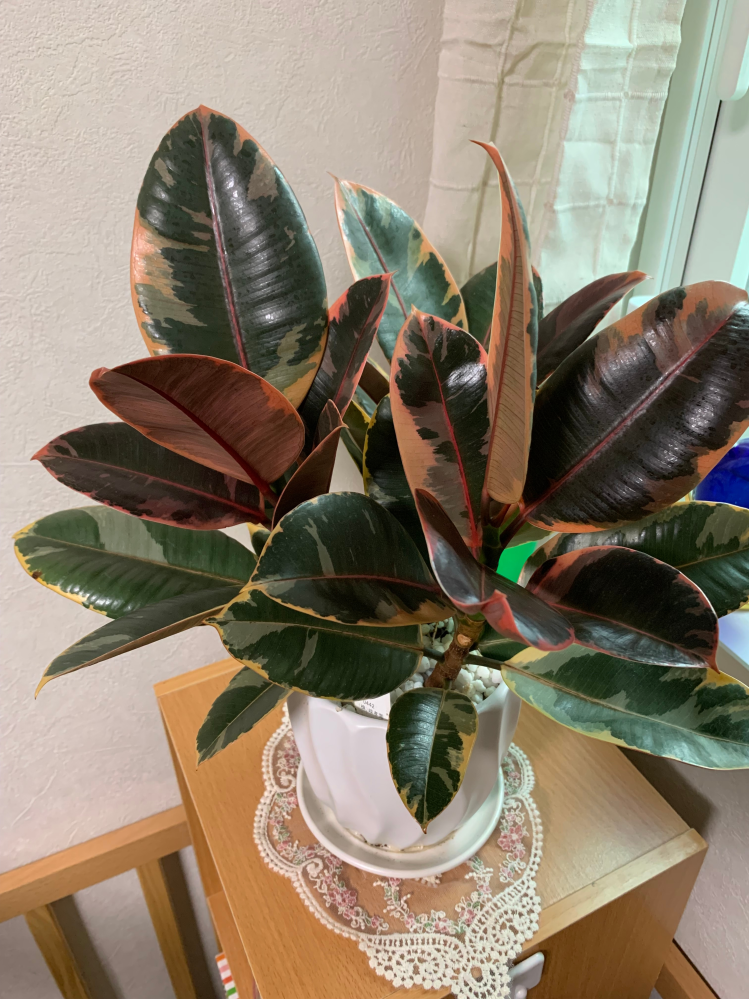 フィカス・ルビーという観葉植物にお詳しい方、教えてください。観
