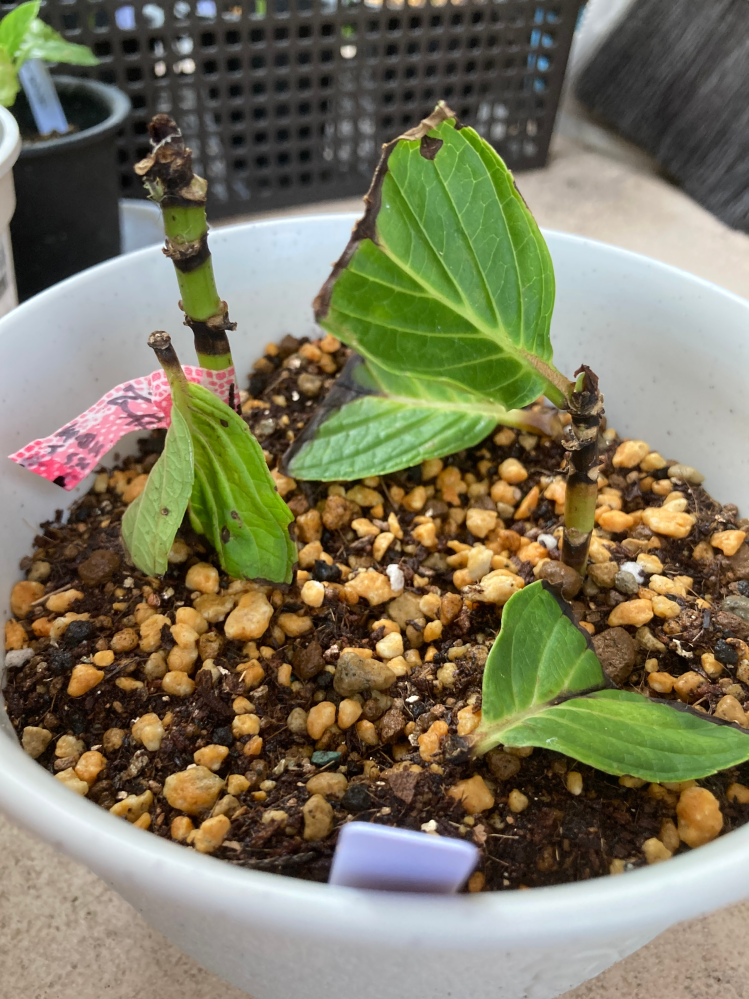 紫陽花の挿し木をしていますが、写真のように葉が落ち、所々黒ずん