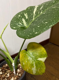 斑入りモンステラを植え替えしたら黄色く斑点が出来てしまいまし 斑入りモンステラを植え替えしたら黄色く斑点が出来てしまいまし