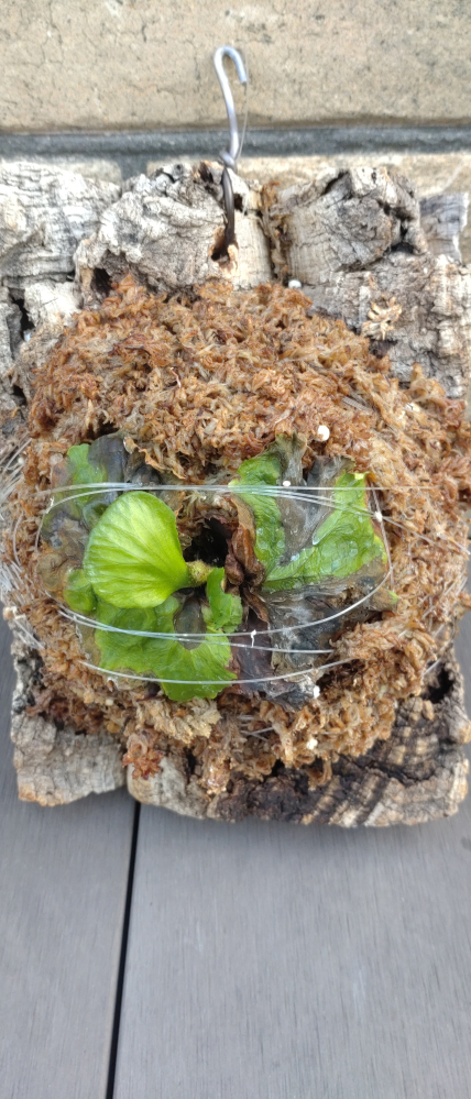 dwarf 15種 ビカクシダ 1月3日でけします。 dwarf 15種 ビカクシダ 1