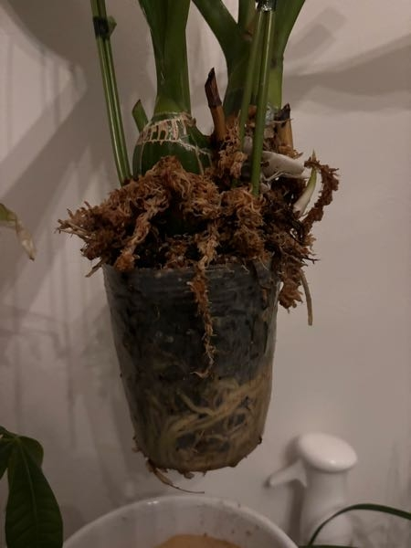 モジャマトグラマトフィラム今年購入で鉢に入ってます。花つきで、花は