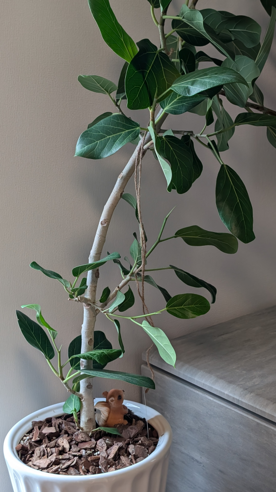 ベンガレンシスを頂きました。幹を螺旋に曲げたいのですがもう成長