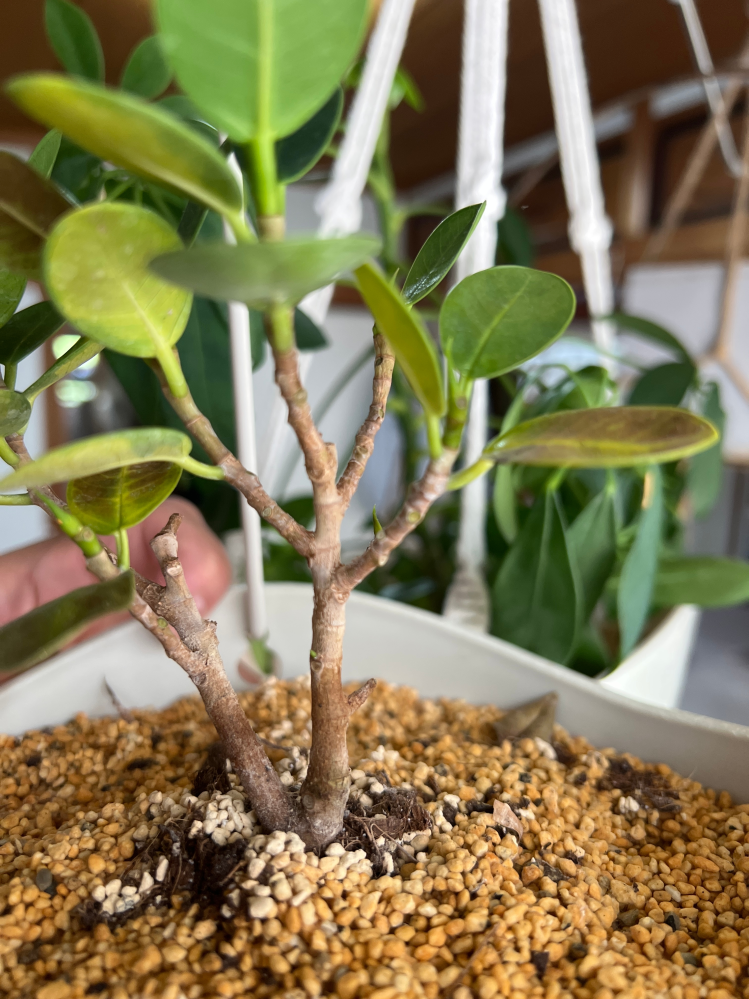 斑入り植物(ガジュマル)についてメルカリなどで、『激レア』とし