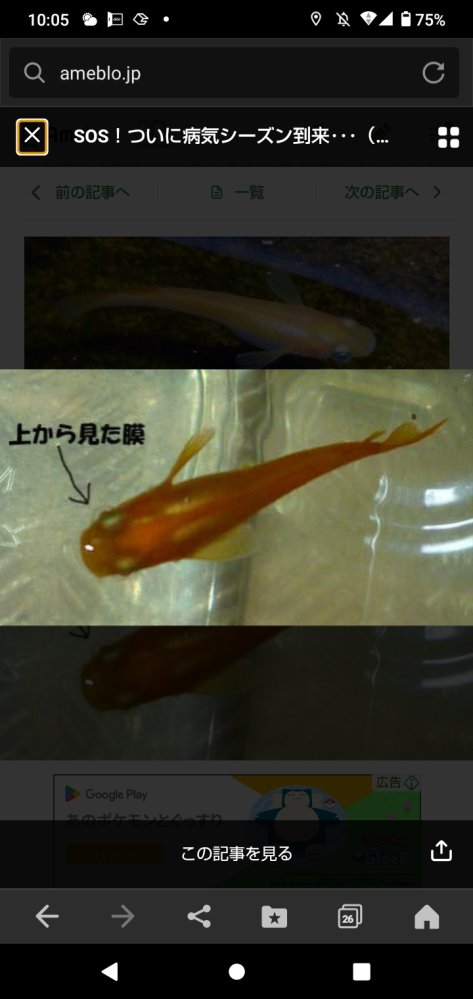 メダカについて質問です。 元気で餌食いも良く、色も良いのですが 目の周りに透明の膜みたいのに覆われていました。 ネットで探しても、同じような症状が出ている方のブログは見つけましたが、その方も内容が不明とのことでした。 写真が上手く撮れなかったので、その方の写真を借りますが全く同じ感じです。 わかる方教えて頂ければ助かります。 病気なのかただ単の奇形なのか、病気なら治療法も合わせてお願いします。 種類は普通の夜桜メダカです。