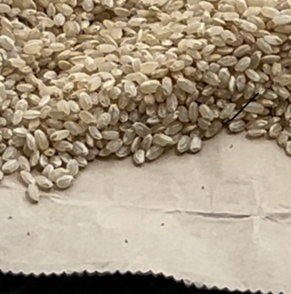 玄米にわいた虫について質問です。プラスチックの米櫃に玄米を入れて 