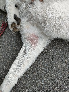 柴犬7歳です。 前足の付け根のあたりの毛が抜けて禿げてき心配しております。 痒がったりはしていません。 虫に刺されたのか、アトピーかの見分け方はありますでしょうか？ 個人的には虫刺されかなと思っていますが、ご存じの方おられたら教えていただきたいです