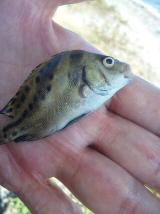 ハゼ釣りをしていたら ハゼ フグの他にこんな魚が釣れました 場所は三ヶ日 Yahoo 知恵袋