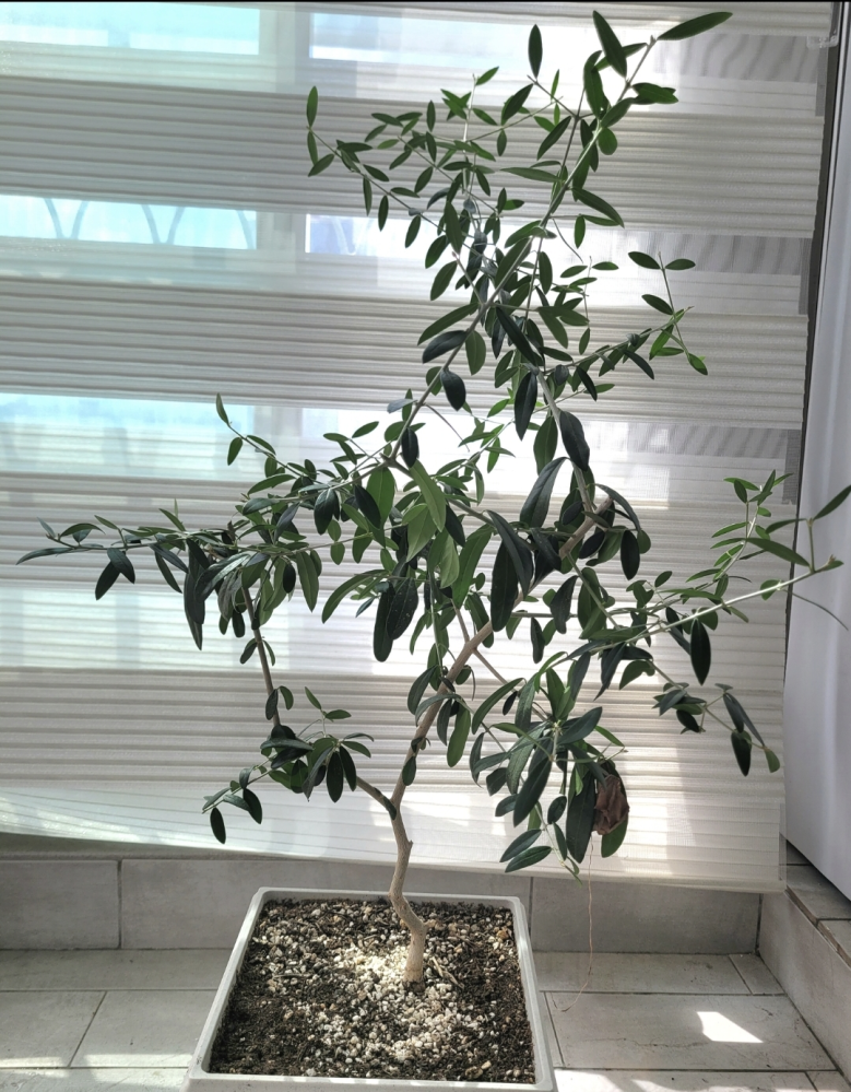 オリーブ(Ｙ字型の綺麗な樹形)観葉植物 整えられてないオリーブの木を頂きました。Y字になってしまってま