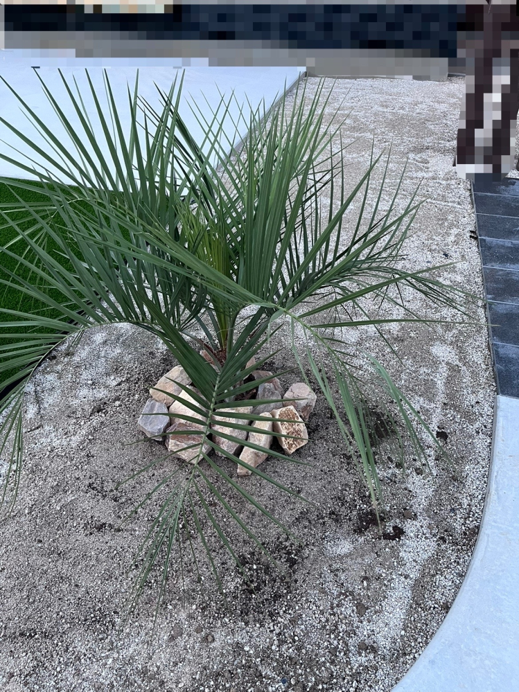 先日、ココスヤシを植えました。写真の通りパッとしません。下の砂を