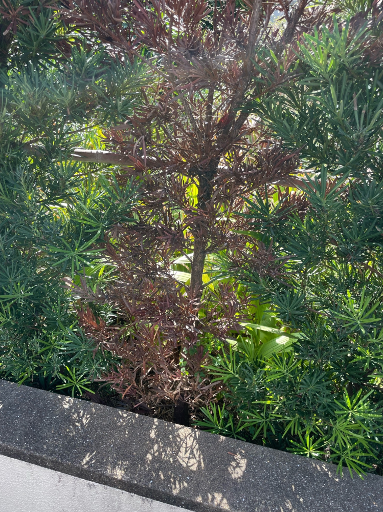 10年前くらいに植えた写真のラカンマキが一本だけ枯れて来ました