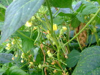 小豆の栽培方法を教えてください 今年初めて小豆を植えてみました Yahoo 知恵袋