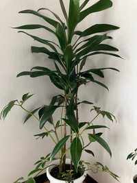 観葉植物の寄せ植え？のようなものを購入したのですが、植物の