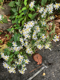 公園で見かけた花、名前を教えてください。 