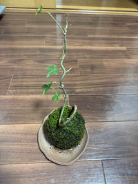 今年の7月頃に買ったモミジの苔玉なのですが、上側の方から新芽が出 