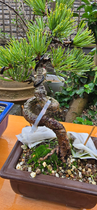 ①（値↓）五葉松