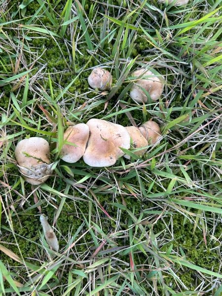 これは、食べれるきのこですか？ 傘の中央が赤く、周りは白かったです。 公園に生えてました。