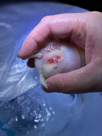 金魚がどんどん悪化しています

鱗が剥がれたり、浮いたり
赤い部分がどんどん増えて来てます

色々参考にしているのですが
それでも、治るどころか
どんどん悪化してしまいます もう、何をしたらいいのか
全くわかりません、、、

ありとあらゆる方法試しました

先月中頃からです
初めは小さかったのですが、どんどん
幅も広がり痛々しいです。

どうにかして治してあげたいです