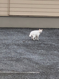 野良猫ってこういうふうな、短めな尻尾の猫多くないですか？気のせい？
喧嘩とかで切れちゃうんでしょうか あと白って野生では結構目立つと思うんですけど、白い野良猫をよく見かける気がします。こちらも気のせいかもしれませんが…