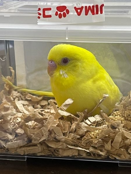 セキセイインコ ルチノーを飼い始めました！ 生後2ヶ月強です。オス希望ですが、オスでしょうか？割と色むらなくピンクっぽい気がするのですが…2ヶ月じゃまだ判断しにくいですかね？