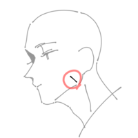 時々、人体のデッサンや男性の絵で、下の図のようにフェイスラインの辺りに短い線を描かれている方がいらっしゃるのですが、これは何の線なのでしょうか？

見づらい図ですみません。 