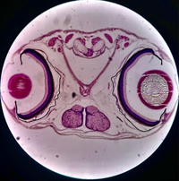 生物学実験でメダカを顕微鏡で観察してスケッチ描く授業があったのですが、どれがどの部位かを書かないといけません。 この写真と同じような図と各部位の名称が書かれた画像や参考にできそうなサイトがあれば教えて欲しいです。